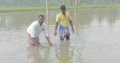 தஞ்சையில் தொடர் மழை   500 ஏக்கர் சம்பா தாளடி சாகுபடி பாதிப்பு 