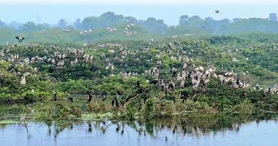 வறண்ட வேடந்தாங்கல் ஏரி   கால்வாய் துார் வாராததால் குறைந்த பறவைகள் வருகை   சிறப்பு தொகுப்பு 