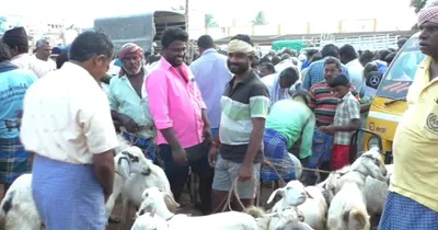 தீபாவளி பண்டிகை   பேளூர் கால்நடை சந்தையில் ரூ 2 கோடிக்கு ஆடுகள் விற்பனை 